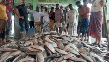 নিষেধাজ্ঞা শেষে সাগরে গিয়ে এক ট্রলারেই ধরা পড়েছে ৬১ মণ ইলিশ